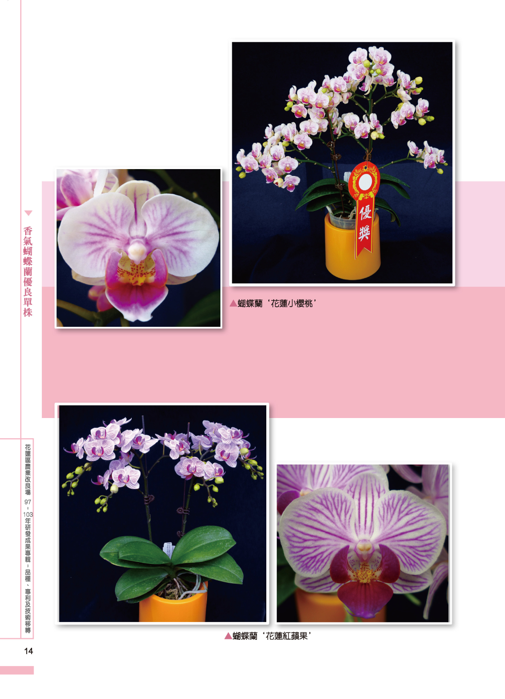 香氣蝴蝶蘭優良單株-7