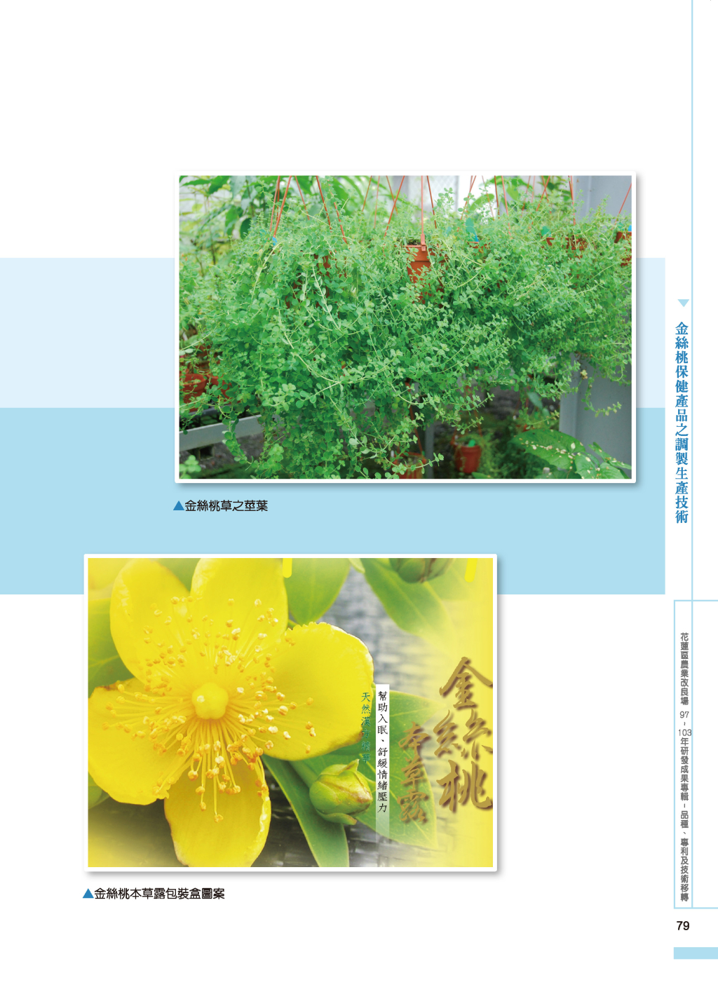 金絲桃保健產品-3