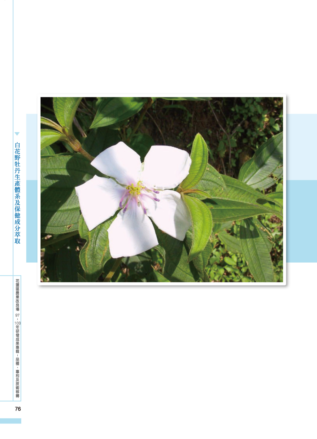 白花野牡丹生產體系及保健成分-3