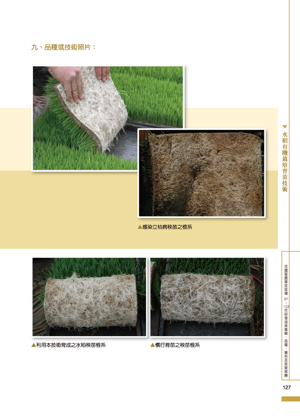 水稻有機栽培育苗-2