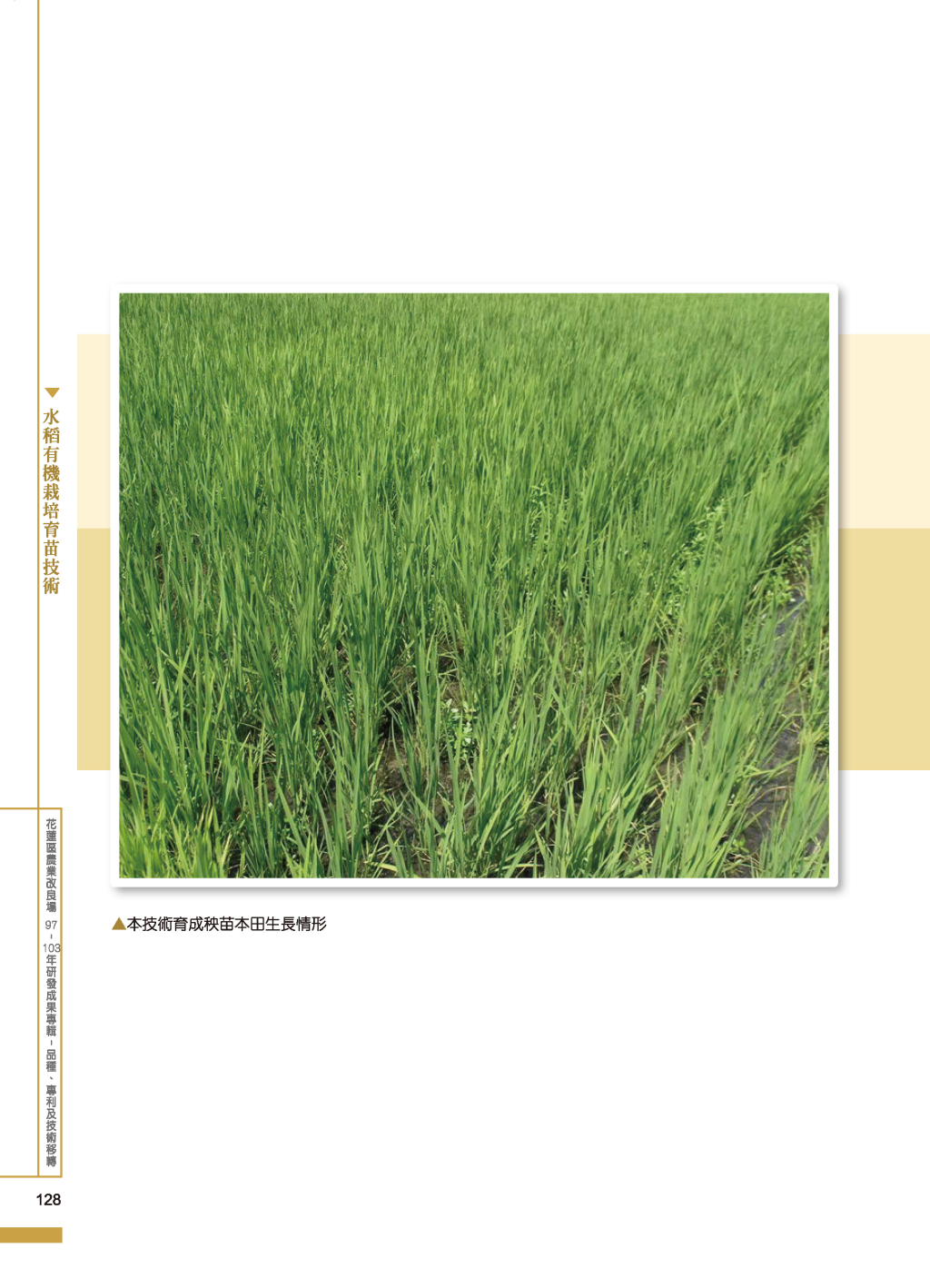 水稻有機栽培育苗-3