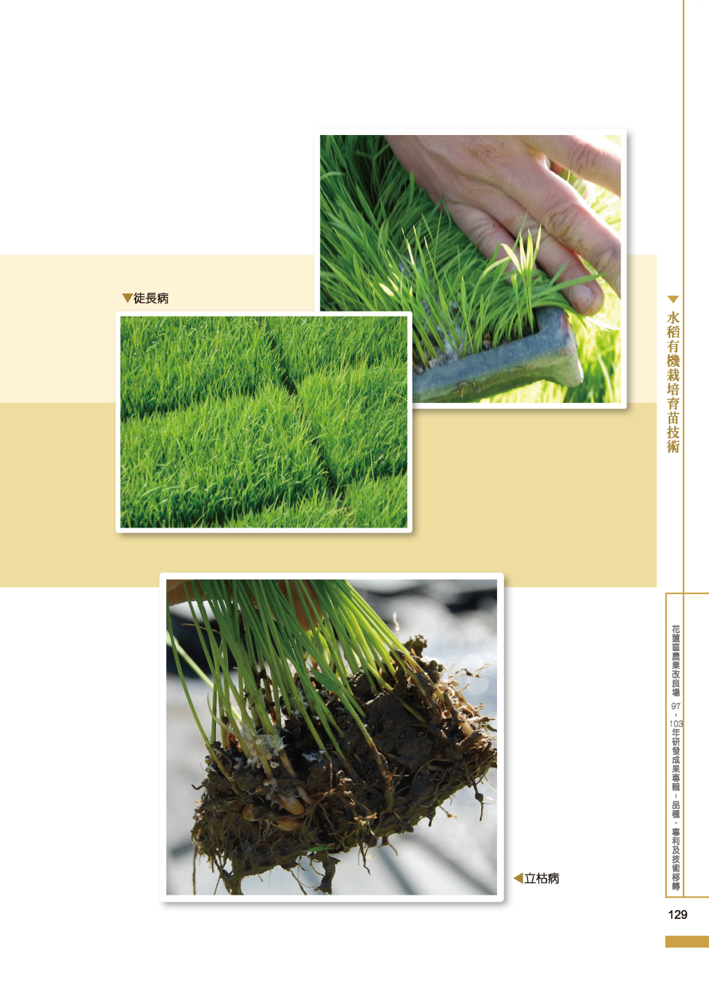 水稻有機栽培育苗-4