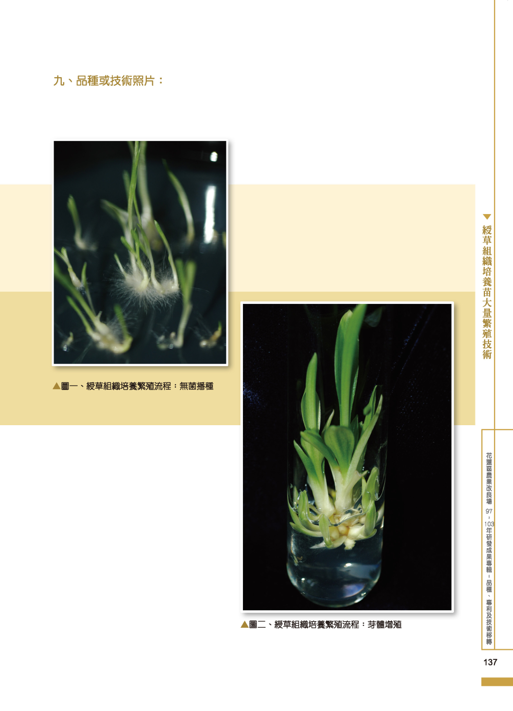 綬草組織培養苗大量繁殖2