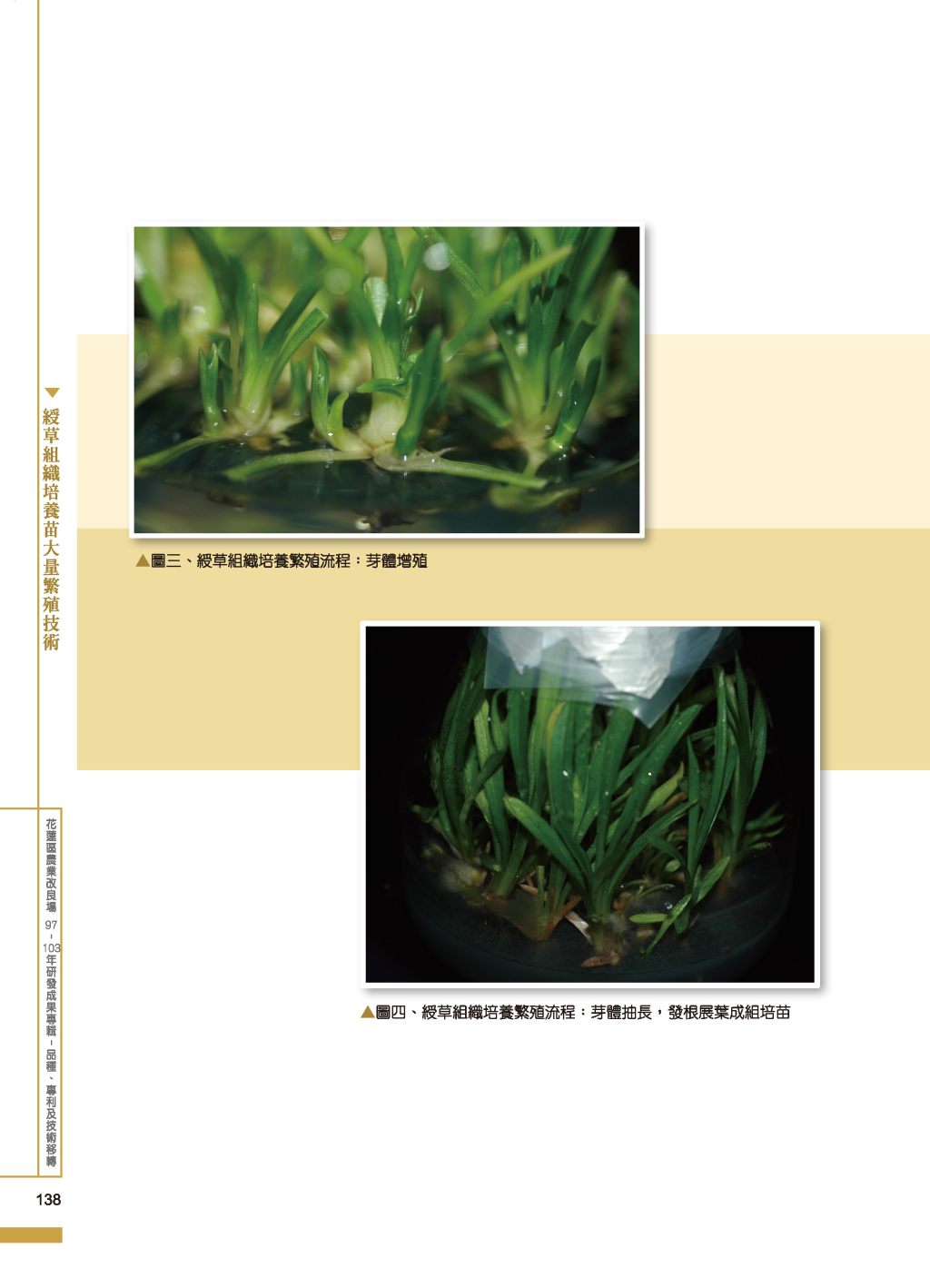 綬草組織培養苗大量繁殖-3