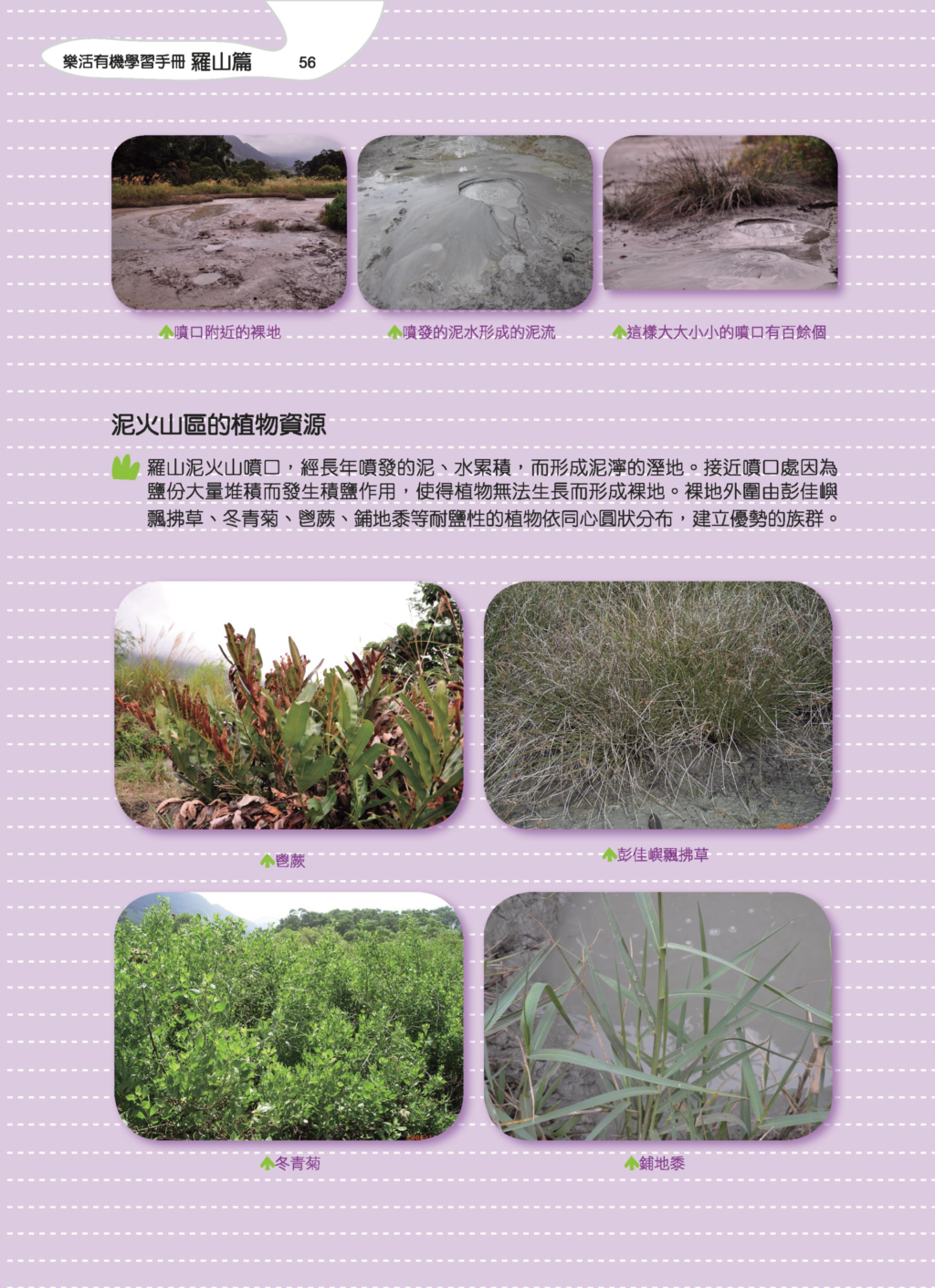 鬯蕨-10