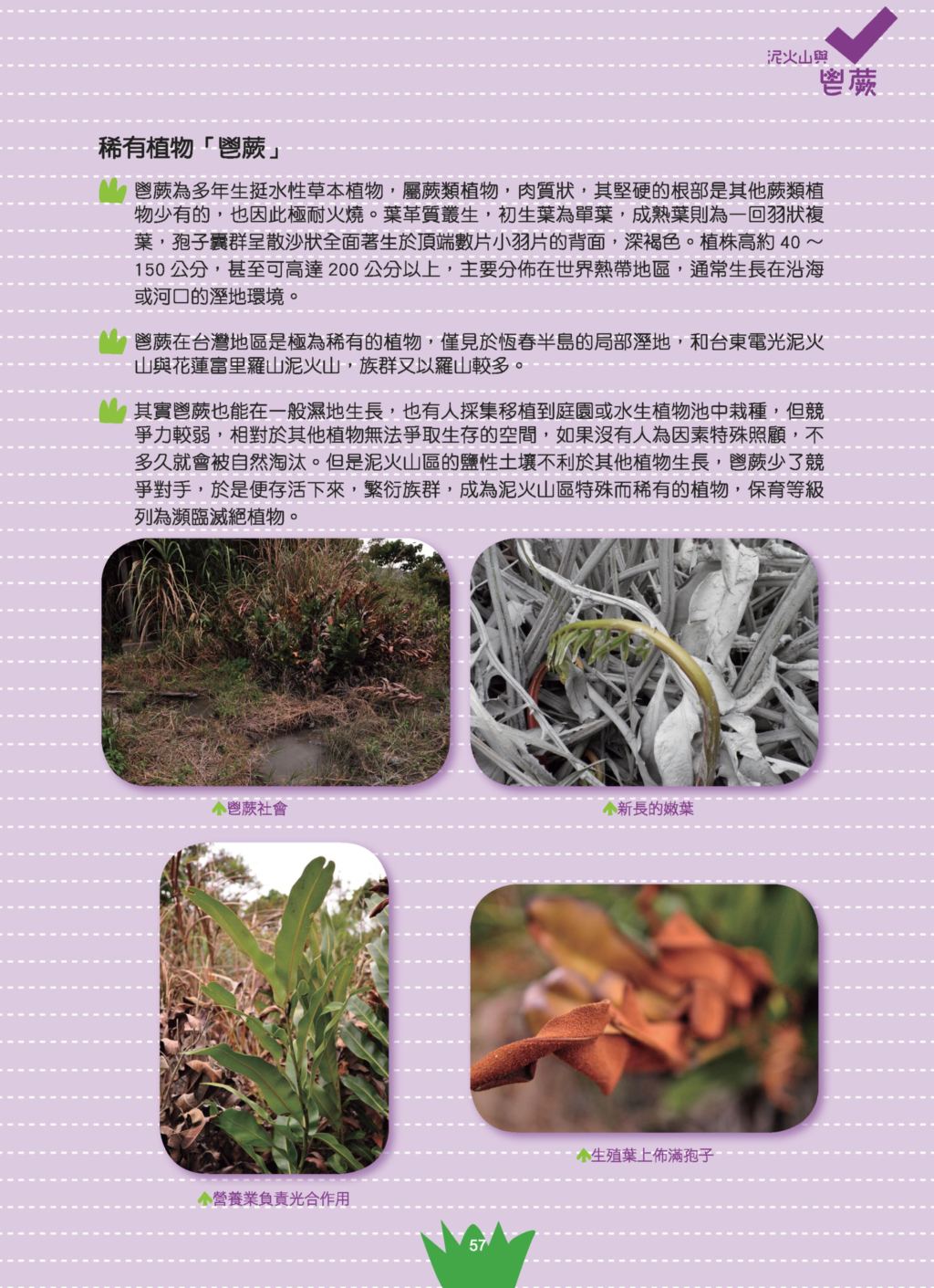 鬯蕨-11