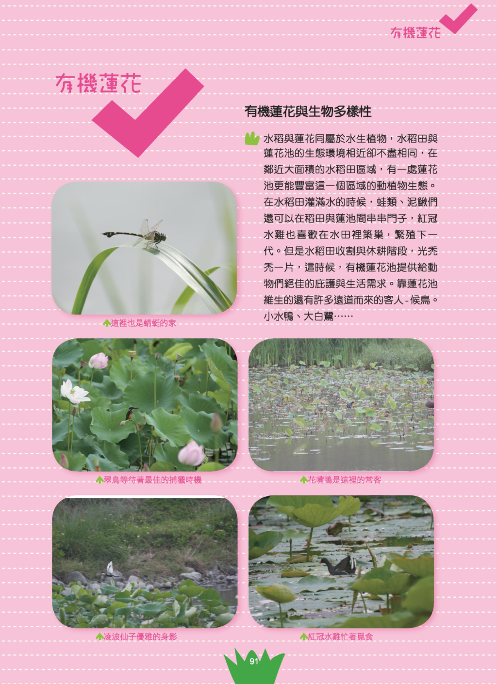 蓮花-10