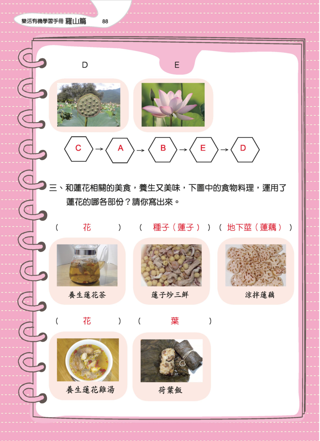 蓮花-7