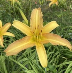 萱草花蓮7號-豐美