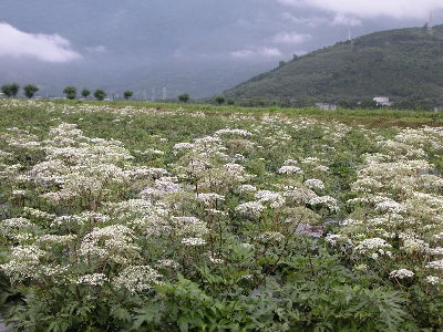 花蓮地區當歸種植推廣情形--將另開視窗看原圖