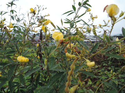 豆類特色作物─樹豆有「原住民威而剛」之稱--將另開視窗看原圖