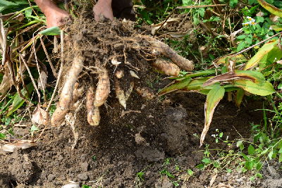 根莖類特色作物─為製作阿嬤太白粉原料的葛鬱金--將另開視窗看原圖