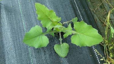 葉菜類特色作物─具有清熱解毒，活血化瘀、消炎利尿的功效的紫背草--將另開視窗看原圖