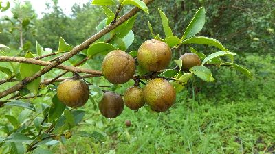 油料特色作物─油茶籽榨出的油有東方橄欖油之稱--將另開視窗看原圖