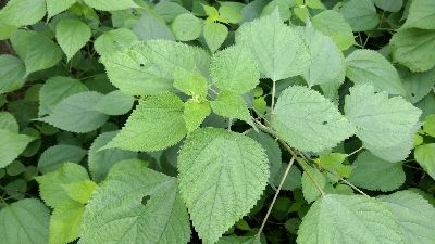纖維料特色作物─嫩芽、葉可當蔬菜食用而莖皮纖維可製衣物用的青苧麻--將另開視窗看原圖