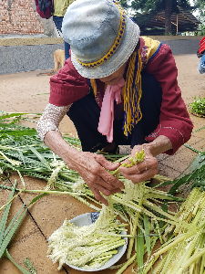 這個季節才有的蘆葦花--將另開視窗看原圖