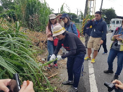 採集林投心必須戴手套，削掉帶刺的部分，才不會被刺傷--將另開視窗看原圖