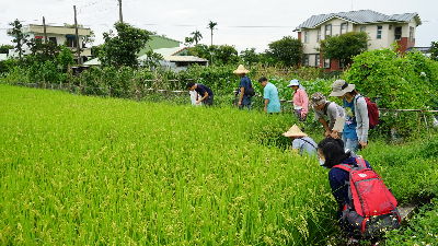 學著觀察水稻田生態，尋找指標性物種--將另開視窗看原圖