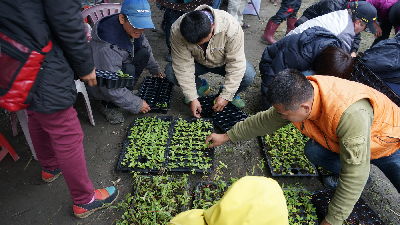 現場安排學員野菜育苗實作--將另開視窗看原圖