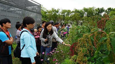 臺灣藜是老師最有興趣的作物--將另開視窗看原圖
