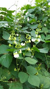 白花鵲豆，花序會從葉冠中伸出，不只觀賞價值高，也便於採收--將另開視窗看原圖