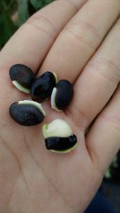 鵲豆白色細長的種臍是它的特色--將另開視窗看原圖