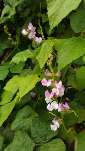 紫花鵲豆--將另開視窗看原圖