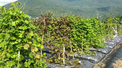 鵲豆田間栽培--將另開視窗看原圖