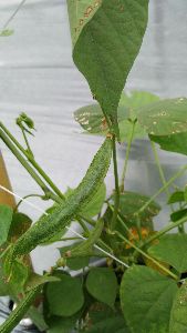 綠莢鵲豆，光滑的表面讓口感再提升--將另開視窗看原圖