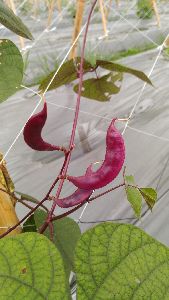 紫色豆莢的鵲豆，果莢富含花青素--將另開視窗看原圖