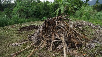 利用檳榔葉覆蓋 除了成為堆肥外造型也很有特色--將另開視窗看原圖