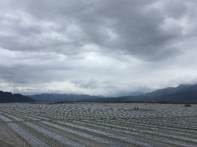 宜蘭花蓮是重要的西瓜產區--將另開視窗看原圖