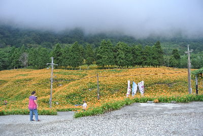 花蓮萱草栽培面積約520公頃，佔全台灣萱草栽培面積80%。--將另開視窗看原圖