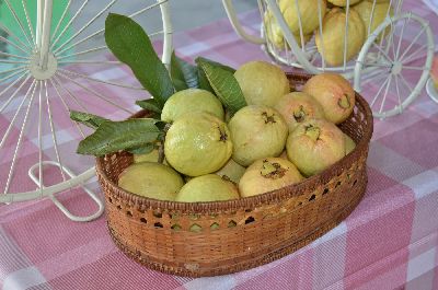 宜蘭紅肉拔果實成熟後果皮呈黃色略帶紅暈--將另開視窗看原圖