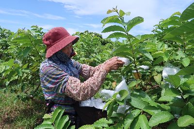 番石榴小果期疏果後進行套袋，以防蟲害--將另開視窗看原圖