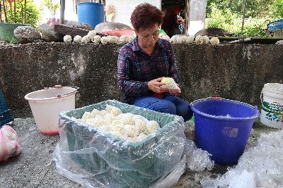 番石榴採收後以人工淘汰不良品，再進行分級包裝--將另開視窗看原圖