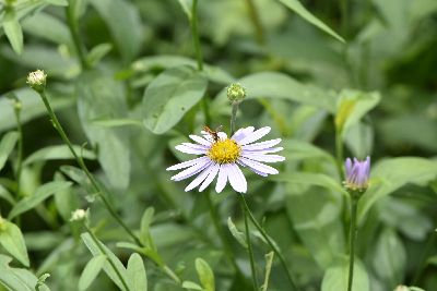 種植兼具食用及生態循環功能的植物--將另開視窗看原圖