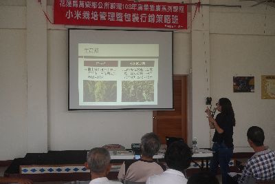 台東區農業改良場黃子芸助理研究員介紹小米栽培管理及採收後處理--將另開視窗看原圖
