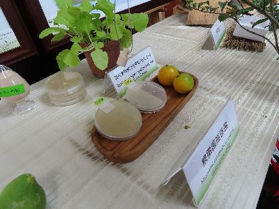 噴上以天然素材製成的製劑HL_PBS，可減緩4成番茄黃化捲葉病毒的發生--將另開視窗看原圖