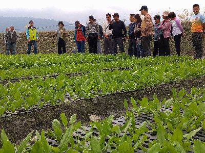 田間栽培技術說明--將另開視窗看原圖