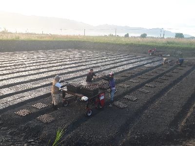 11/20硬式穴盤定植--將另開視窗看原圖