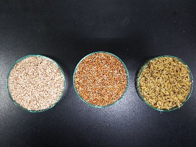 由右至左為cilipeday精米、糙米及未脫殼米--將另開視窗看原圖