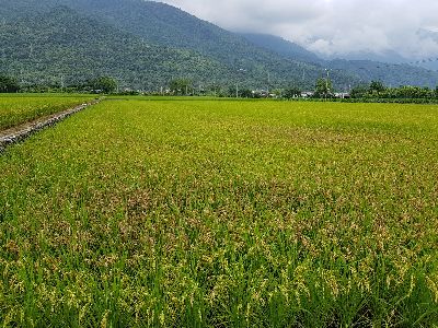 近山區早植水稻田發病較為嚴重--將另開視窗看原圖