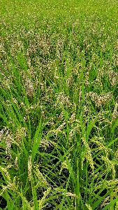 穗頸稻熱病使稻穗白化乾枯及穀粒不充實或不稔--將另開視窗看原圖