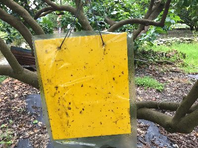 吊掛黃色黏板不僅可誘殺雌雄蟲，亦可作為監測密度以評估施藥時機--將另開視窗看原圖