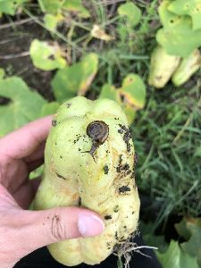 圓形螺及蝸牛會躲在龍鬚菜葉片下取食--將另開視窗看原圖