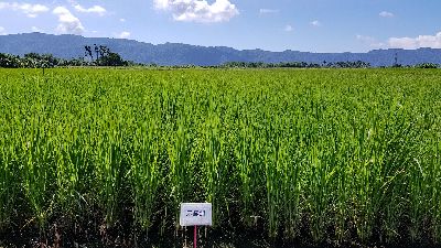 示範區水稻生育狀況良好，稻熱病發病輕微--將另開視窗看原圖