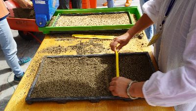 水稻實作課程 讓學員學習水稻播種--將另開視窗看原圖