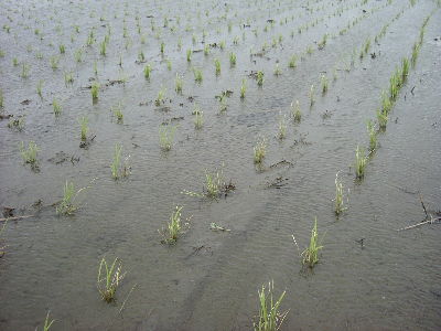 插秧初期水稻田因低溫冷害造成植株生育不良--將另開視窗看原圖
