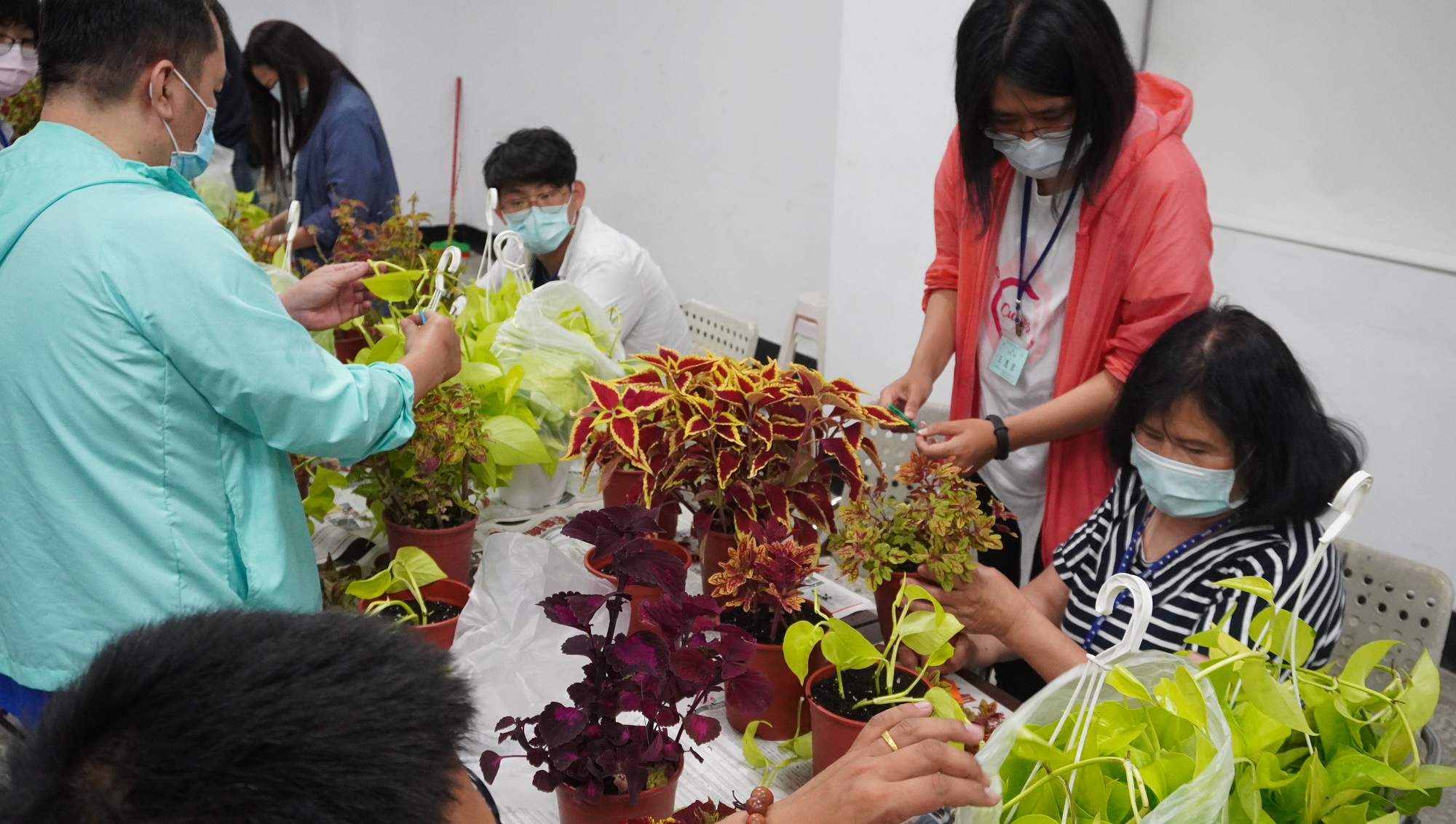 學員學習觀葉植物扦插繁殖